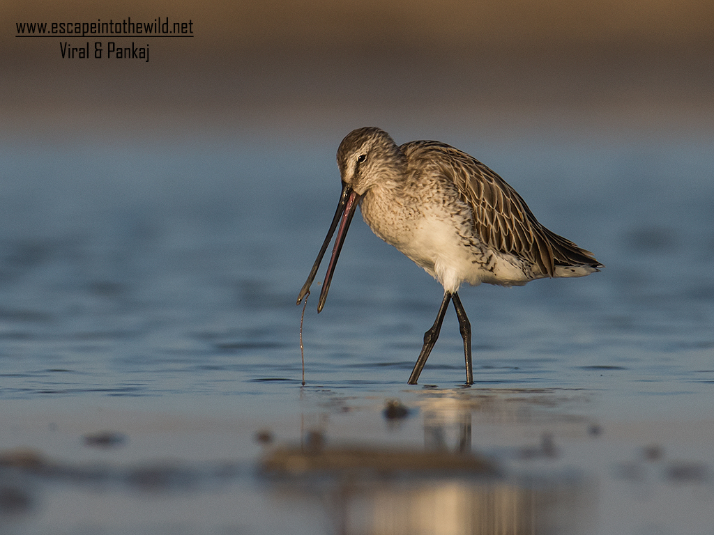 Asian Dowitcher 